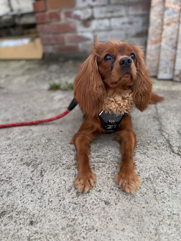 Cavalier King Charles Spaniel puppies for sale in Greenwich, Greater London – 1 year old