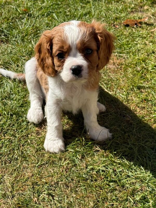 King Charles Spaniel Puppies For Sale