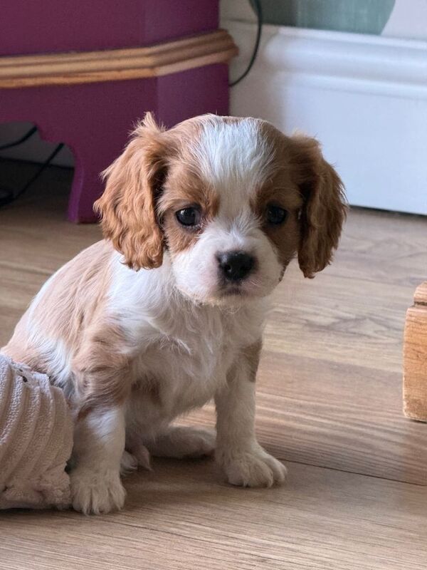 2 puppies remaining from a litter of 8 - Image 2 of 5