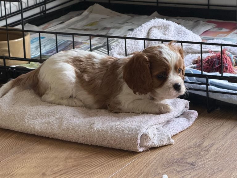 2 puppies remaining from a litter of 8 - Image 3 of 5