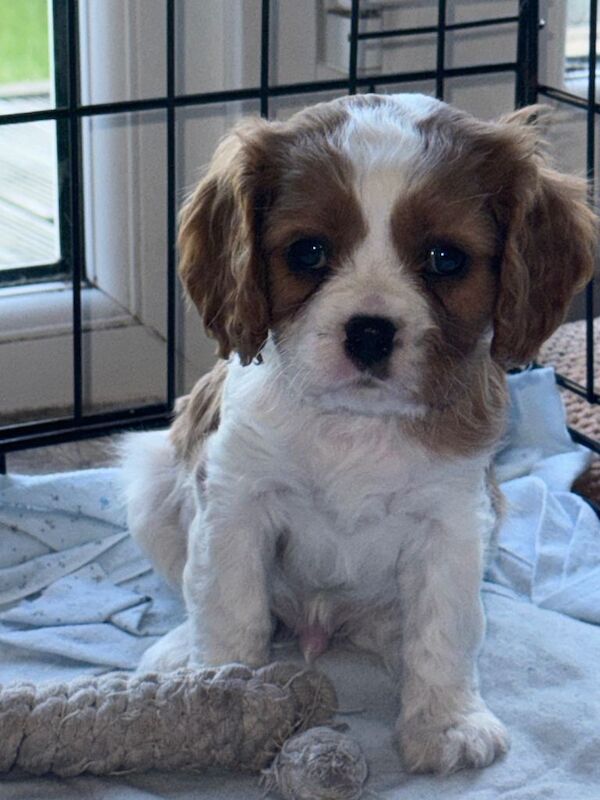 2 puppies remaining from a litter of 8 - Image 4 of 5