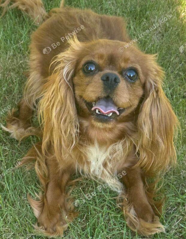 Cavalier King Charles Spaniel puppies for sale in Brampton, Cumbria – KC registered, 3 years old - Image 2 of 3