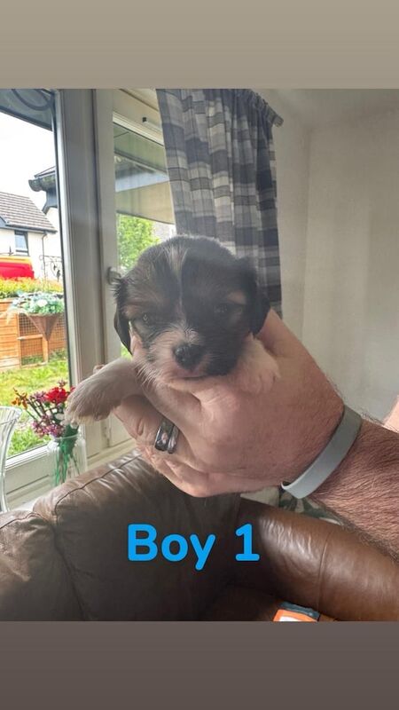 Cavalier King Charles Spaniel puppies for sale in Montrose, Angus – 5 weeks old