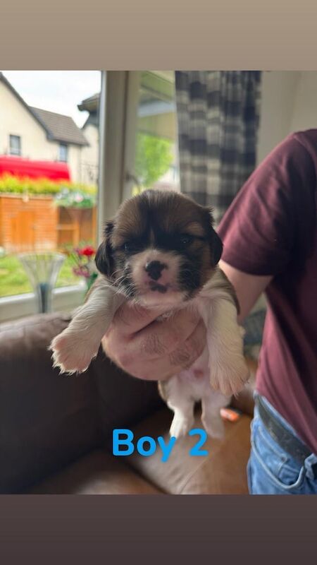 Cavalier King Charles Spaniel puppies for sale in Montrose, Angus – 5 weeks old - Image 2 of 3