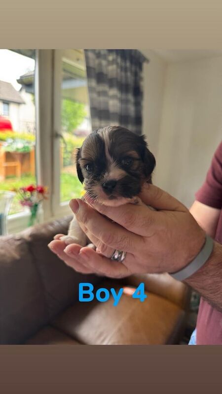 Cavalier King Charles Spaniel puppies for sale in Montrose, Angus – 5 weeks old - Image 3 of 3