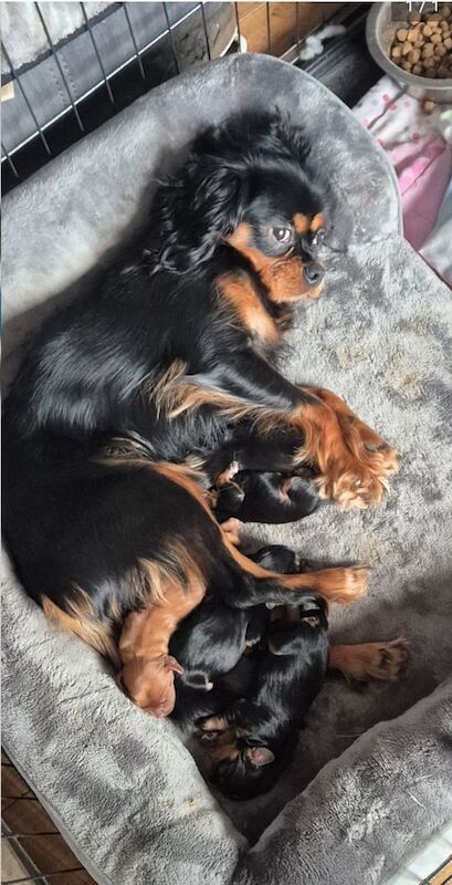 Cavalier King Charles Spaniel puppies for sale in Stoke-on-Trent, Staffordshire – KC registered, 3 weeks old