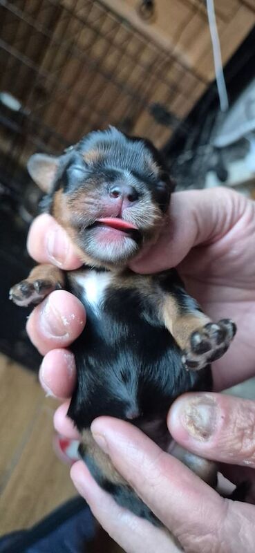 Cavalier King Charles Spaniel puppies for sale in Stoke-on-Trent, Staffordshire – KC registered, 3 weeks old - Image 2 of 3