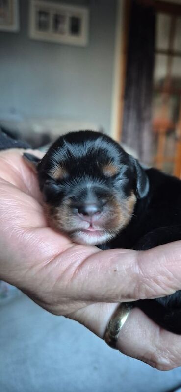 Cavalier King Charles Spaniel puppies for sale in Stoke-on-Trent, Staffordshire – KC registered, 3 weeks old - Image 3 of 3