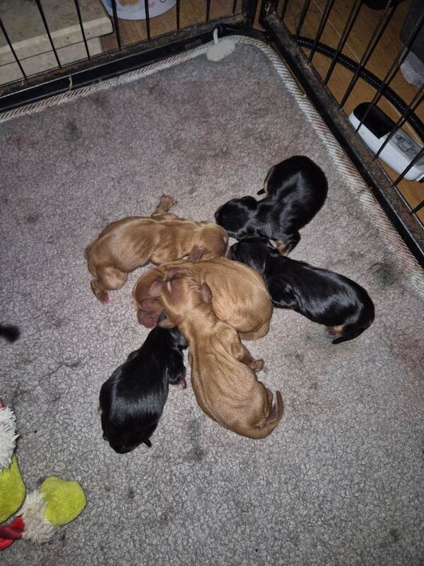 3 x Cute Boy Cavalier King Charles Puppies looking for their forever loving Homes
