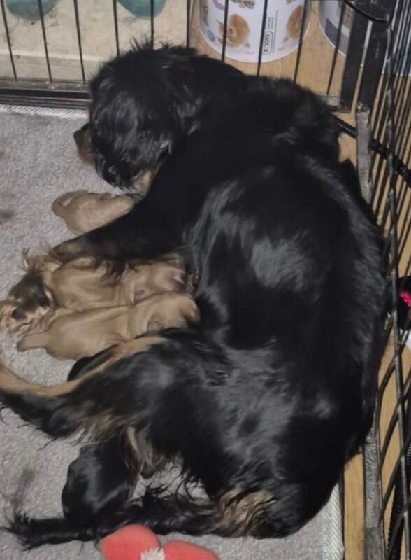 3 x Cute Boy Cavalier King Charles Puppies looking for their forever loving Homes - Image 2 of 3