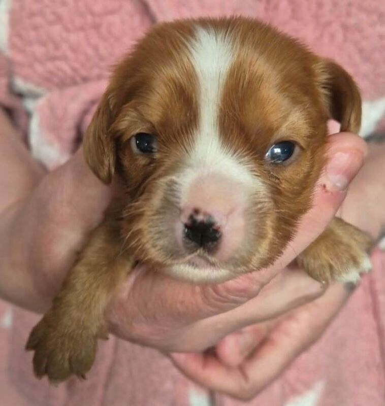 3 x Cute Boy Cavalier King Charles Puppies looking for their forever loving Homes - Image 3 of 3