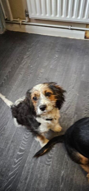 Cavalier King Charles Spaniel puppies for sale in Rochester, Kent – 4 months old