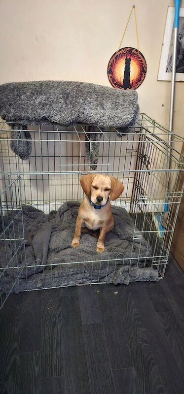 Cavalier King Charles Spaniel puppies for sale in Rochester, Kent – 4 months old - Image 2 of 2