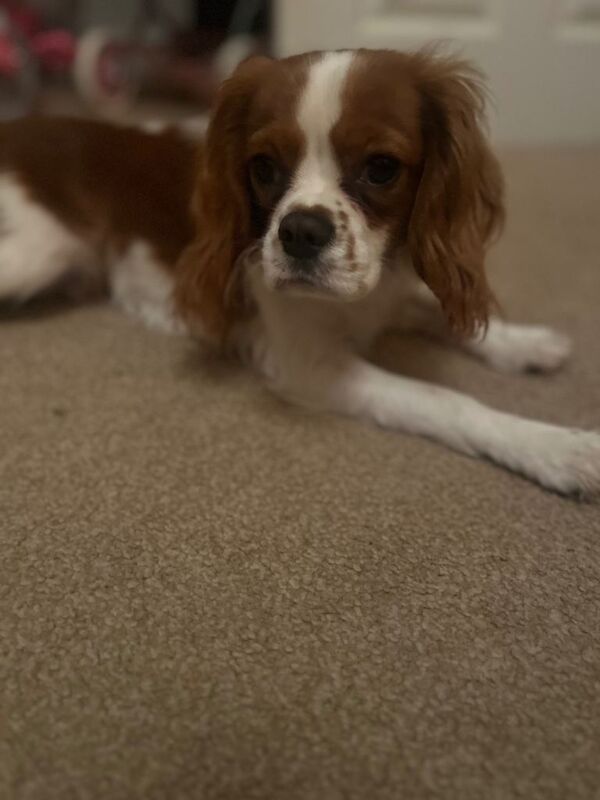 7 month king charles cavalier - Image 2 of 6