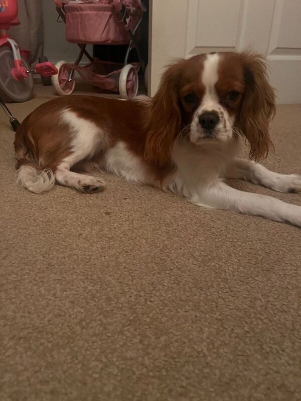 7 month king charles cavalier - Image 3 of 6