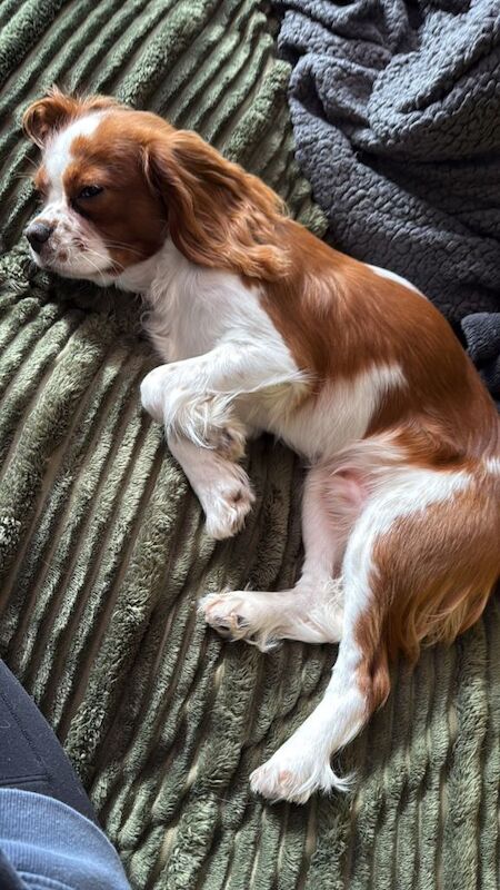7 month king charles cavalier - Image 4 of 6