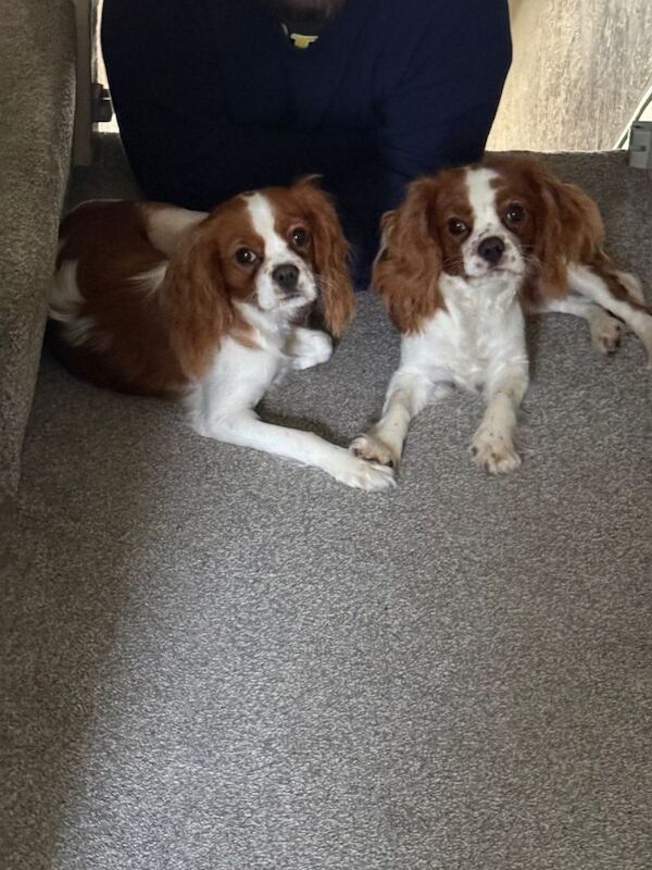 7 month king charles cavalier - Image 5 of 6