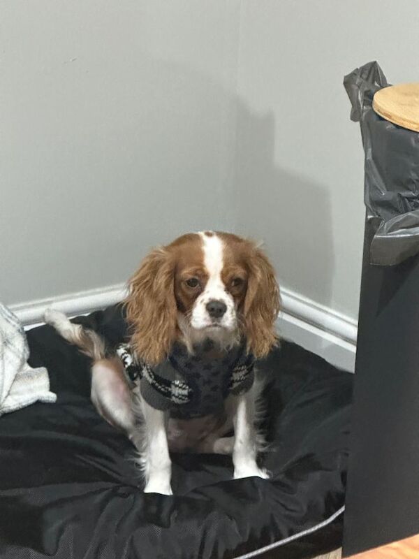 7 month king charles cavalier - Image 6 of 6