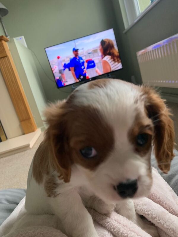 Cavalier King Charles Spaniel puppies for sale in Holywood, County Down – 8 weeks old