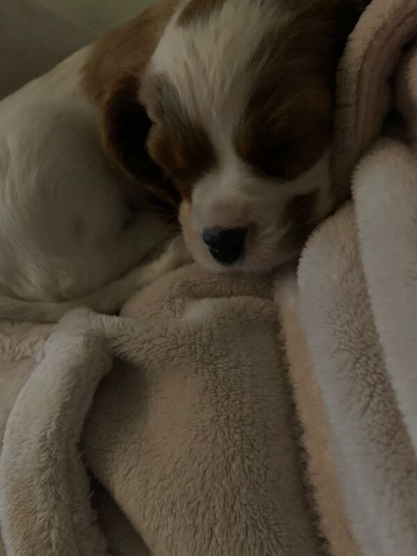 Cavalier King Charles Spaniel puppies for sale in Holywood, County Down – 8 weeks old - Image 2 of 2