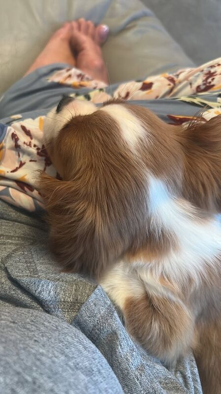 Cavalier King Charles Spaniel puppies for sale in Bexley, Greater London – 11 weeks old