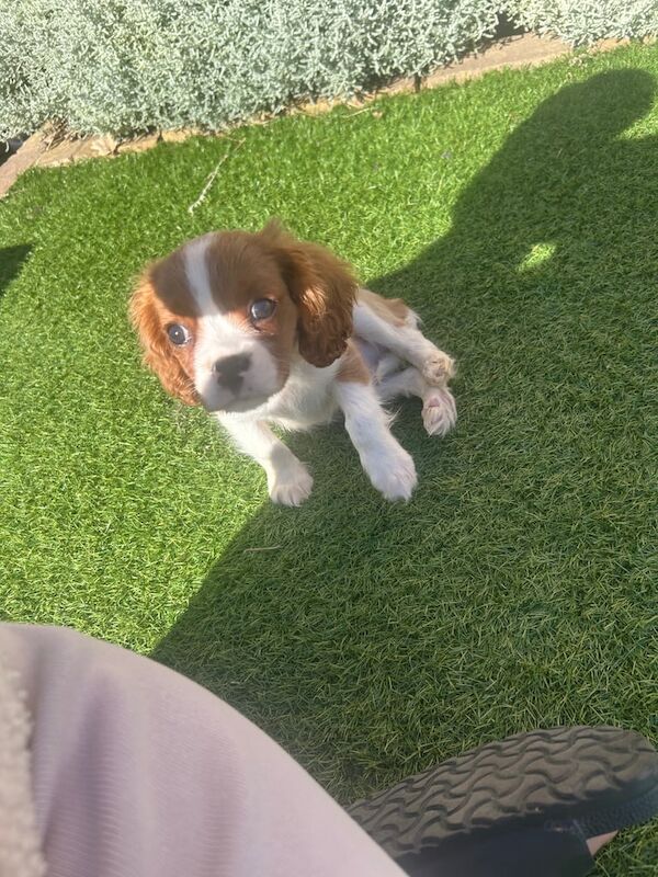 Cavalier King Charles Spaniel puppies for sale in Bexley, Greater London – 11 weeks old - Image 2 of 3