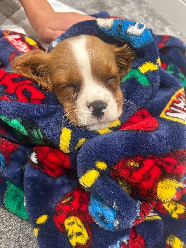 Cavalier King Charles Spaniel puppies for sale in Bexley, Greater London – 11 weeks old - Image 3 of 3