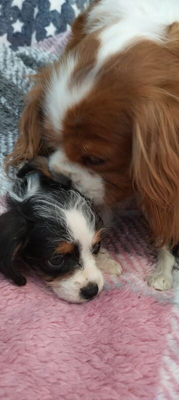 Adorable Cavalier x Mini Schnauzer girls for sale in Beck Row, Suffolk