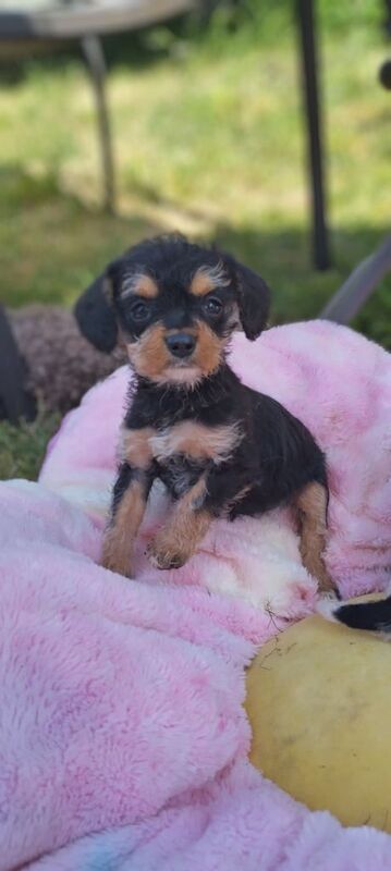 Adorable Cavalier x Mini Schnauzer girls for sale in Beck Row, Suffolk | Image 2