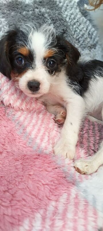 Adorable Cavalier x Mini Schnauzer girls for sale in Beck Row, Suffolk | Image 3