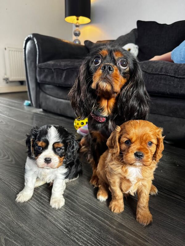 Cavalier King Charles Spaniel puppies for sale in Warrington, Cheshire โ 7 weeks old