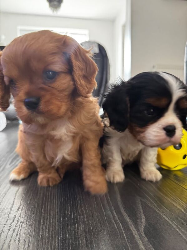 Cavalier King Charles Spaniel puppies for sale in Warrington, Cheshire – 7 weeks old - Image 2 of 3