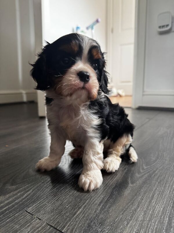 Cavalier King Charles Spaniel puppies for sale in Warrington, Cheshire – 7 weeks old - Image 3 of 3