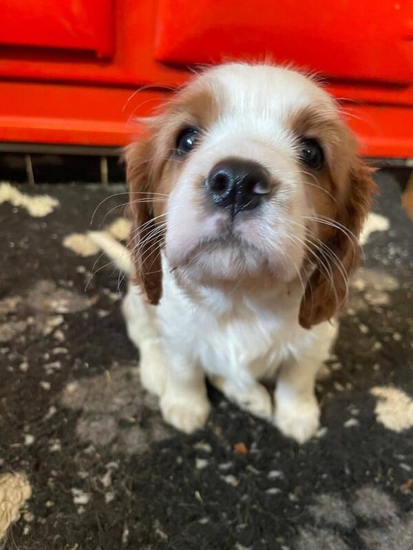 Cavalier King Charles Spaniel puppies for sale in Llanarth, Dyfed – KC registered, 6 weeks old