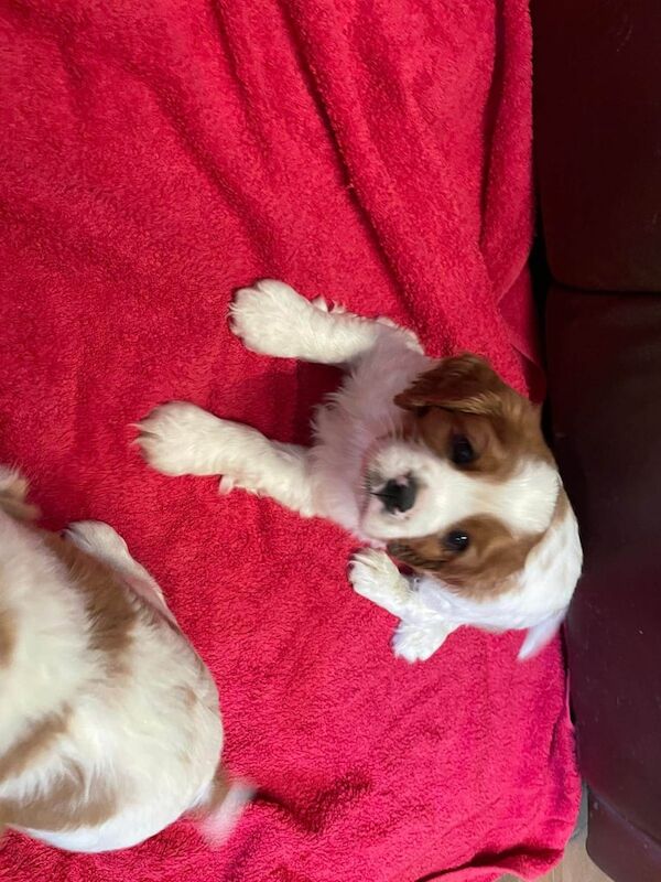 Cavalier King Charles Spaniel puppies for sale in Llanarth, Dyfed – KC registered, 3 months old - Image 2 of 6