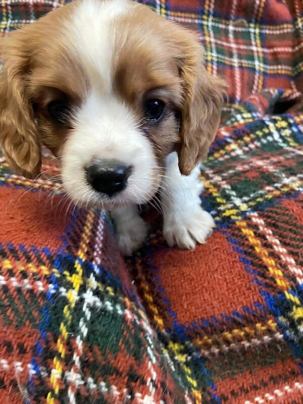 Cavalier King Charles Spaniel puppies for sale in Llanarth, Dyfed – KC registered, 3 months old - Image 4 of 6