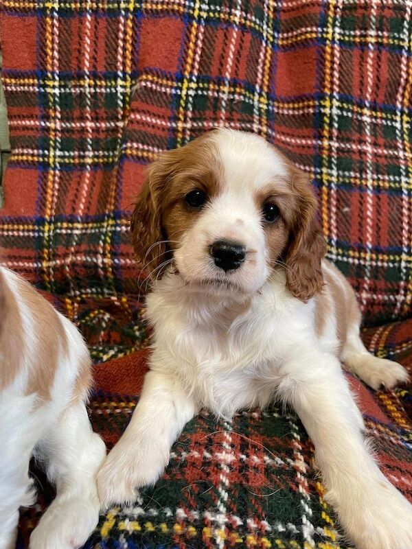 Cavalier King Charles Spaniel puppies for sale in Llanarth, Dyfed – KC registered, 3 months old - Image 6 of 6