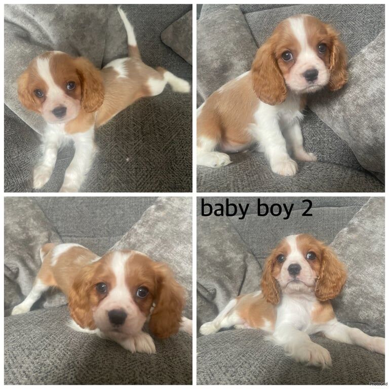 Cavalier King Charles Spaniel puppies for sale in Kingswood, Buckinghamshire – KC registered, 9 weeks old