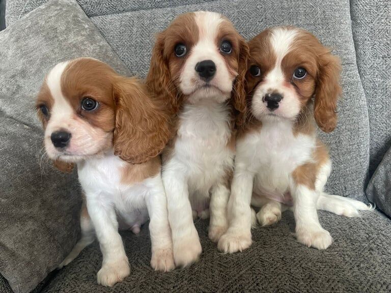 Cavalier King Charles Spaniel puppies for sale in Kingswood, Buckinghamshire – KC registered, 9 weeks old - Image 2 of 3