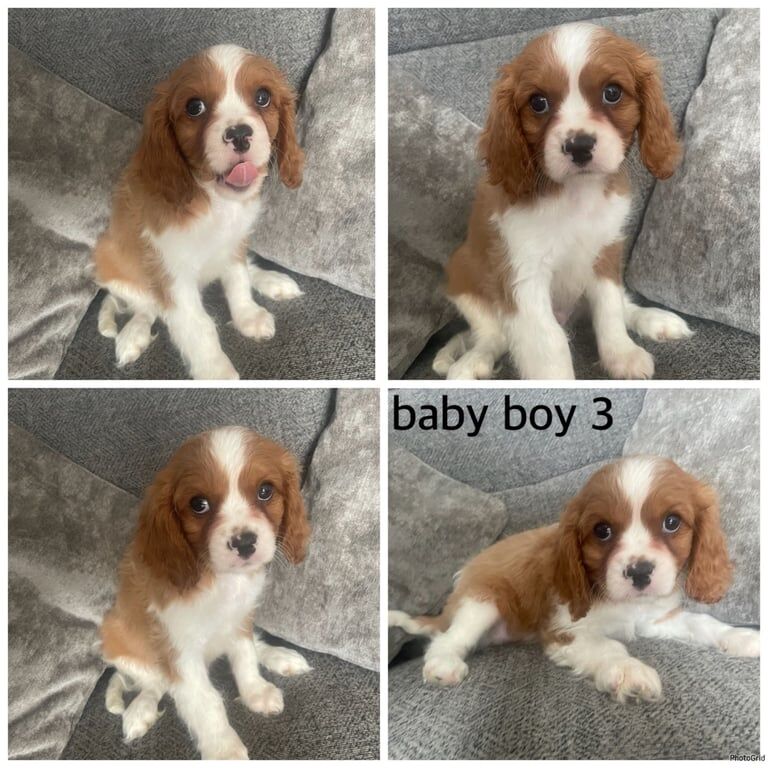 Cavalier King Charles Spaniel puppies for sale in Kingswood, Buckinghamshire – KC registered, 9 weeks old - Image 3 of 3