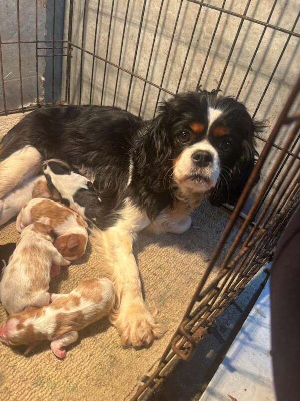 Cavalier King Charles Spaniel Puppies For Sale Under £1,000