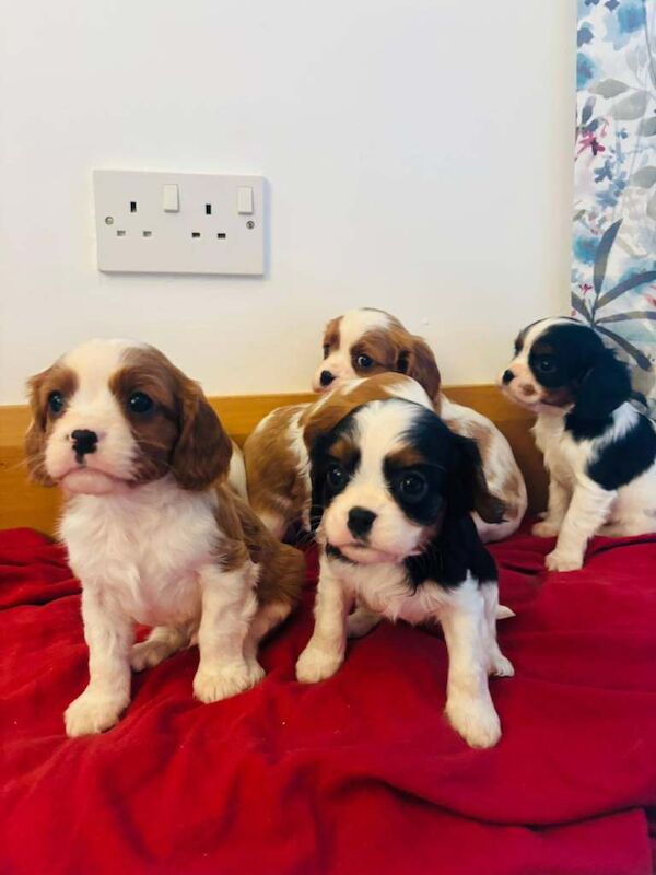Cavalier King Charles Spaniel puppies for sale in Castlewellan, County Down – 8 weeks old - Image 2 of 6
