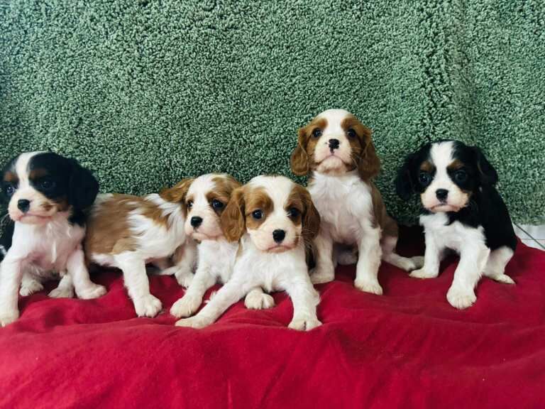 Cavalier King Charles Spaniel puppies for sale in Castlewellan, County Down – 8 weeks old - Image 3 of 6
