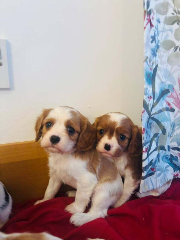 Cavalier King Charles Spaniel puppies for sale in Castlewellan, County Down – 8 weeks old - Image 4 of 6