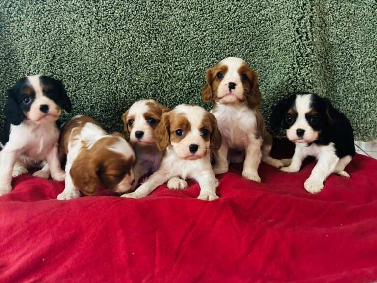 Cavalier King Charles Spaniel puppies for sale in Castlewellan, County Down – 8 weeks old - Image 5 of 6