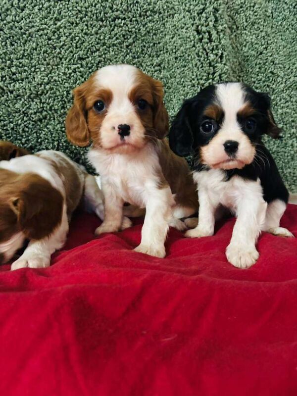 Cavalier King Charles Spaniel puppies for sale in Castlewellan, County Down – 8 weeks old - Image 6 of 6