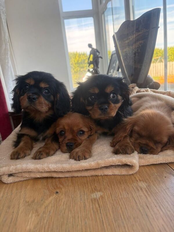 Beautiful Cavalier King Charles Puppies