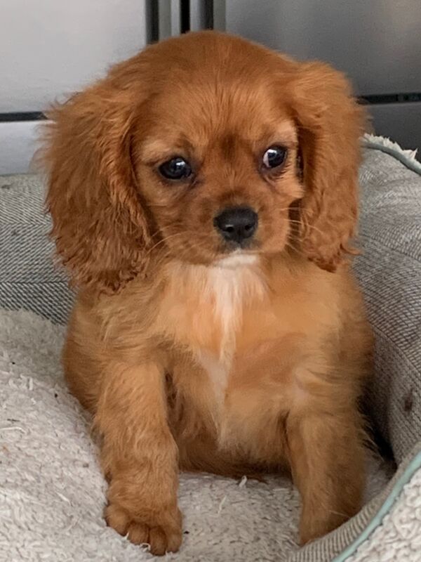 Beautiful Cavalier King Charles Puppies for sale in Kingston upon Hull, East Riding of Yorkshire | Image 2