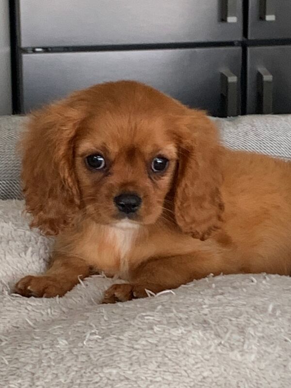 Cavalier King Charles Spaniel puppies for sale in Kingston upon Hull, East Riding of Yorkshire – 1 year old - Image 3 of 15
