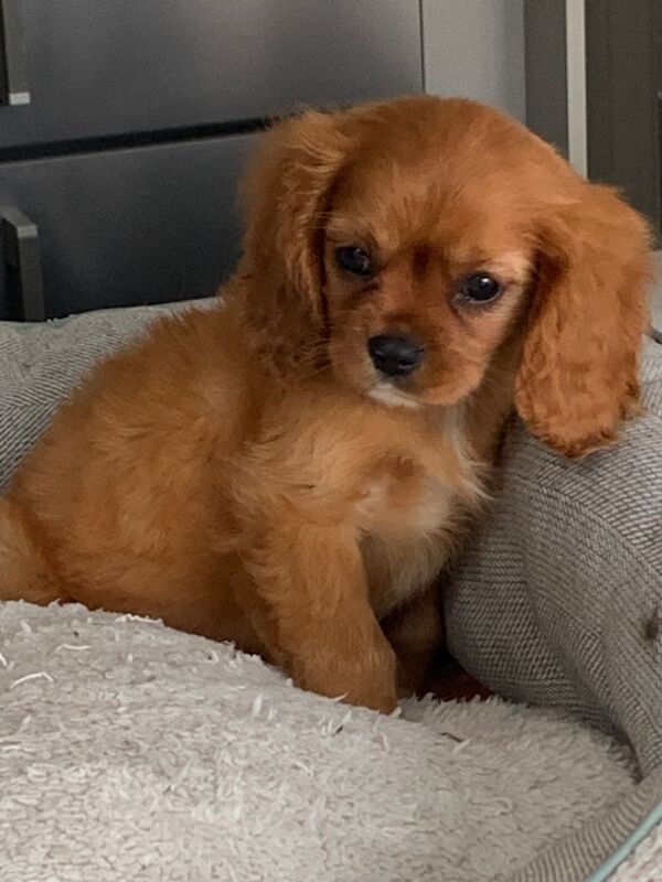Beautiful Cavalier King Charles Puppies for sale in Kingston upon Hull, East Riding of Yorkshire | Image 4